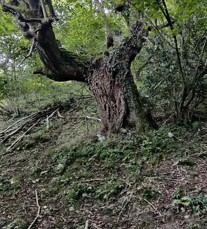 Дом отдыха Angel